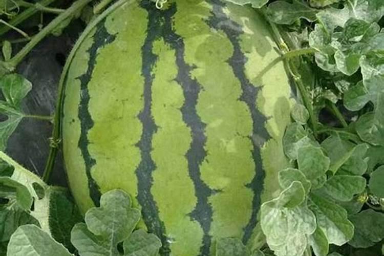 西瓜追肥用什么肥料好