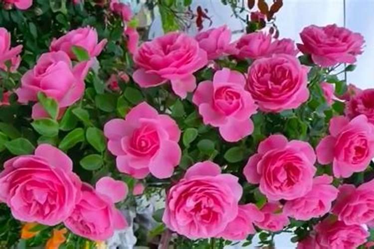 月季花正在开花时可以施肥吗