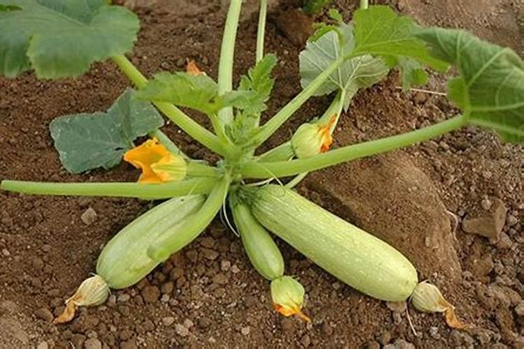 葫芦追肥用什么肥料 葫芦的后期养护