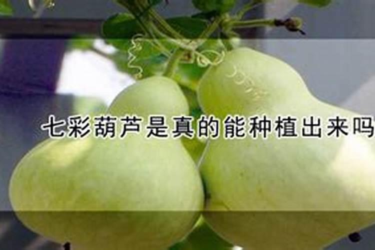 葫芦追肥用什么肥料
