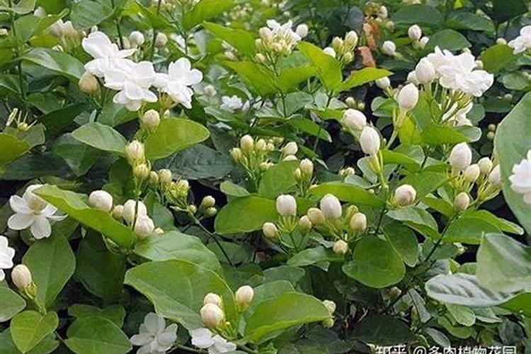 茉莉花多长时间施肥