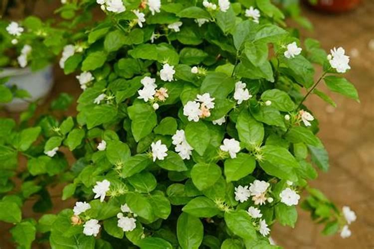 茉莉花多久施一次肥