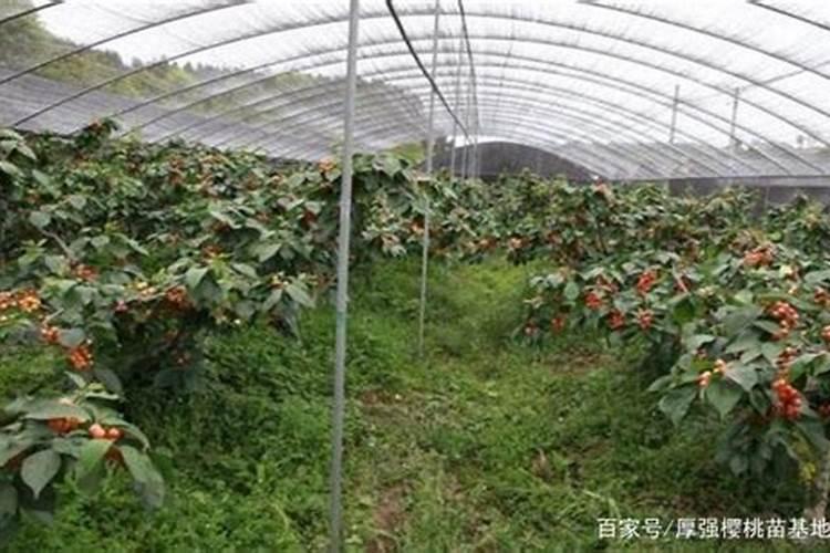 西红柿坐果太少了,用啥肥料能提高坐果率？