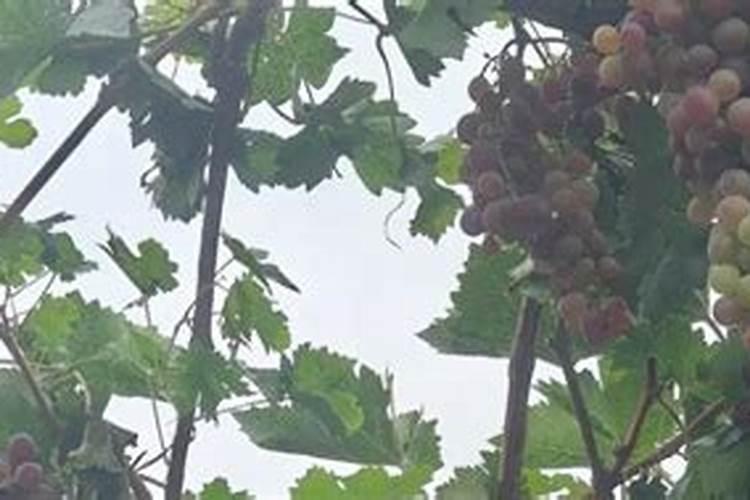酱油泡尖辣椒的方法