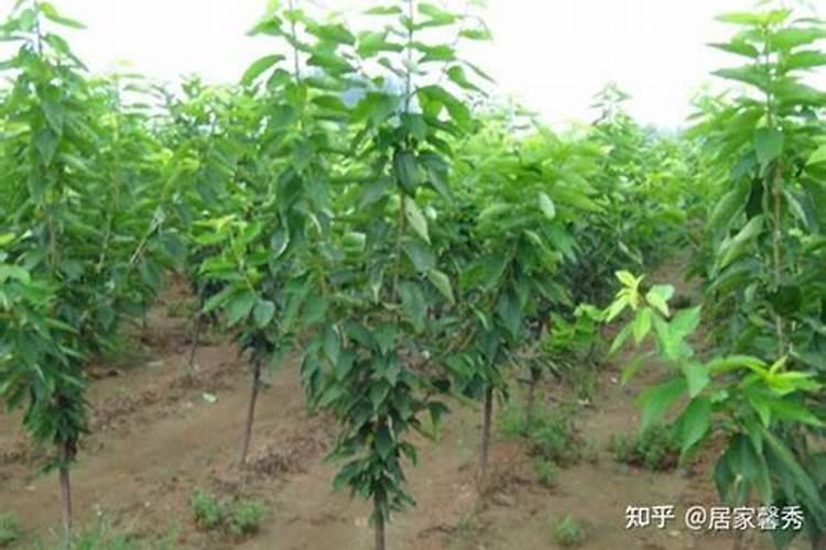 车厘子施肥时间和方法