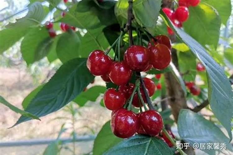 车厘子树苗的施肥方法