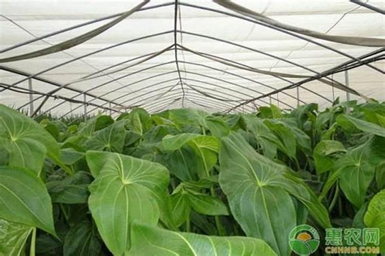 有机蔬菜是什么意思(农村怎么种纯天然有机蔬菜)