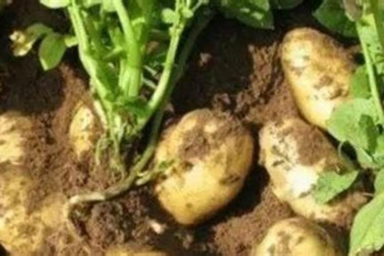 赤霉素、芸苔素、多效唑用法大汇总!