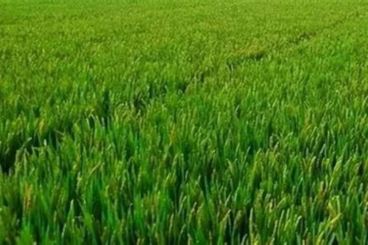 养花什么时候施氮肥(给花施氮肥比例是多少)