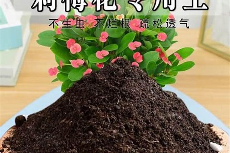 虎刺梅用什么肥料