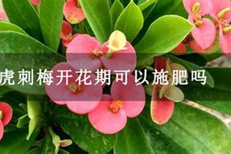刺梅花怎么养殖方法