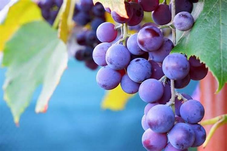 西红柿膨果期怎样实施浇水