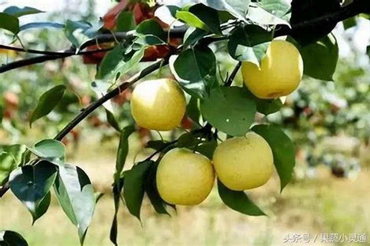 现在黄冠梨施什么肥好？