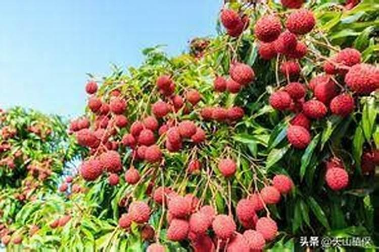 荔枝保果期用那种钾肥好
