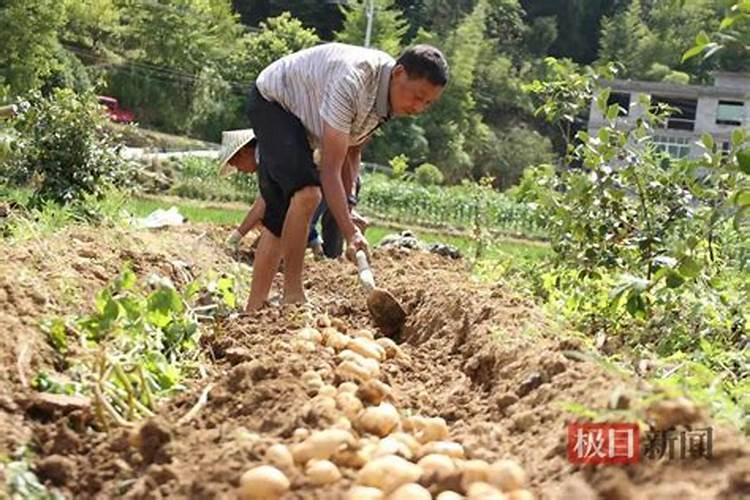 土豆的需肥特征有哪些？怎样进行科学施肥？