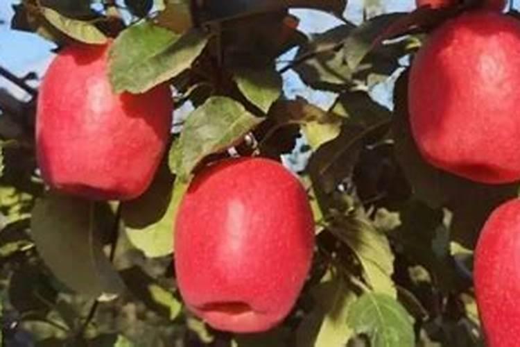 刚栽的果树苗多久可以施肥