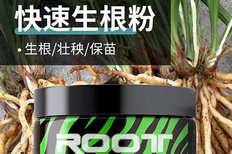 福安大白茶的口感怎么样？