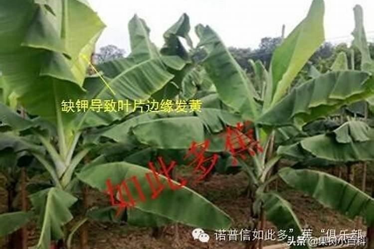 香蕉用什么肥料好