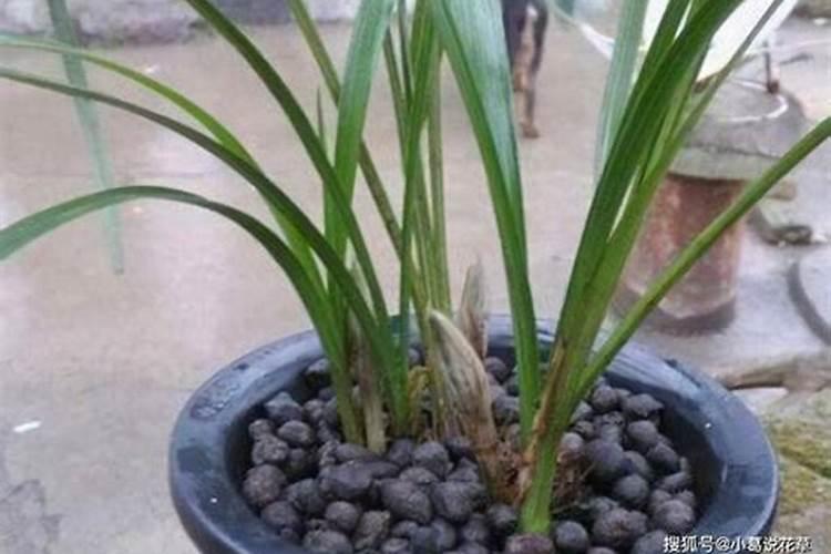 鸡粪,牛粪、猪粪哪个做有机肥效果好？