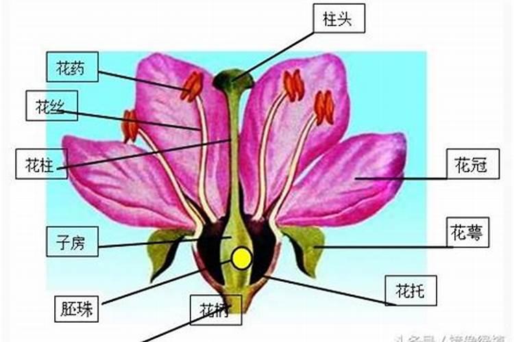 硼肥的施用方法有哪些？