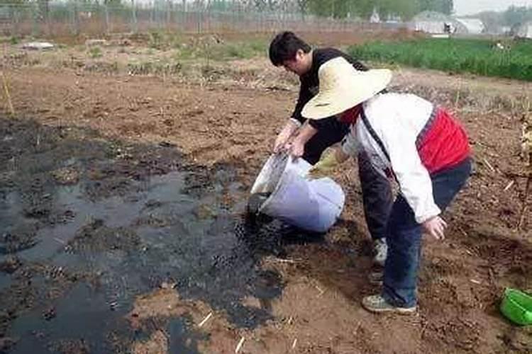 莲瓣兰的培养殖方法