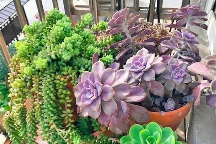 盆栽蓝莓什么时候换盆