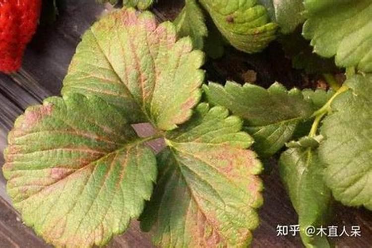 草莓缺钾肥什么症状？