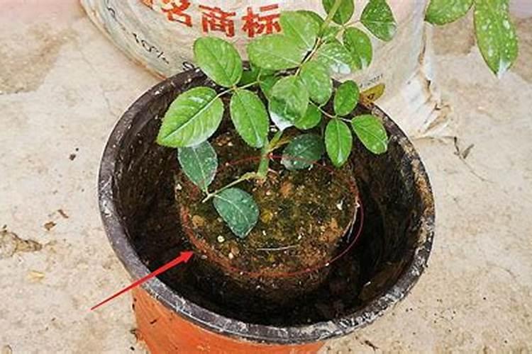 盆栽月季花什么时候施肥最合适