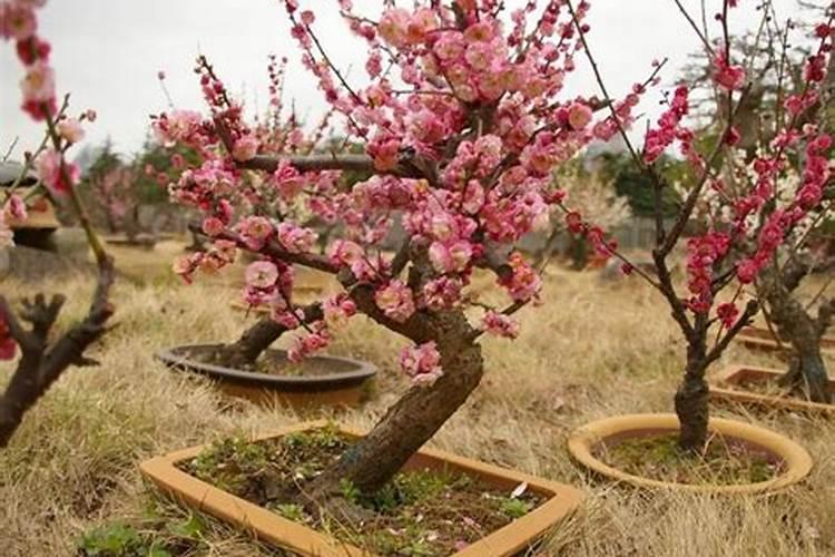 梅花上什么肥料好