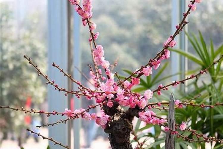 芝麻开花不结果是怎么了？请高人指点一二