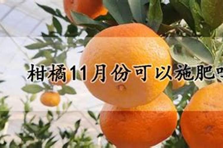 柑橘树什么时候施高钾？