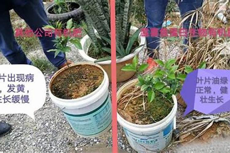 柑橘树上可以冲施矿源和鱼蛋白吗？