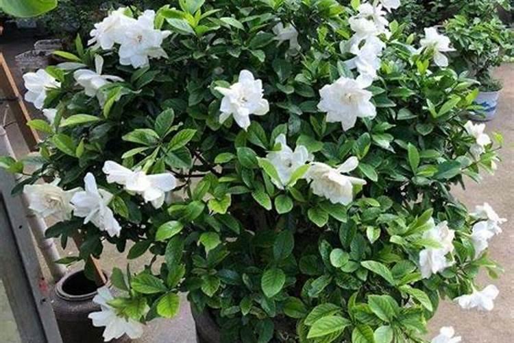 栀子花施什么肥好