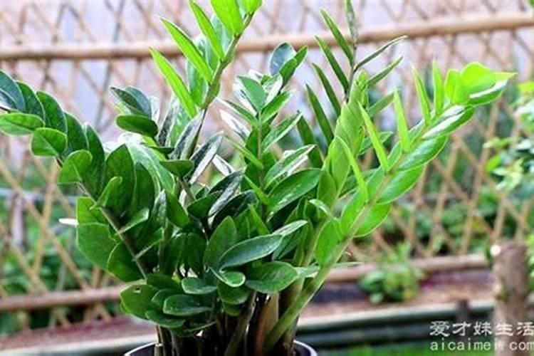 兰花喷什么叶面肥最好(兰花叶面肥喷施注意事项)