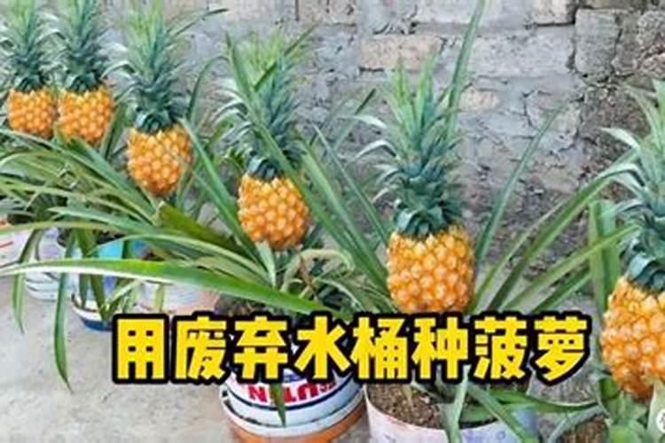 澳科氏是正规的吗是真的吗