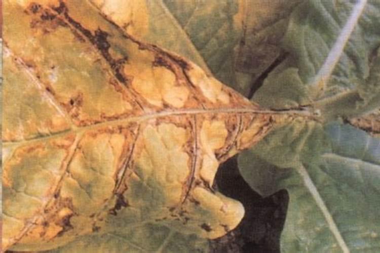 茶花掉花蕾长新叶怎么回事 氮肥过量或酸碱不适 茶花有花朵时候施肥行吗...