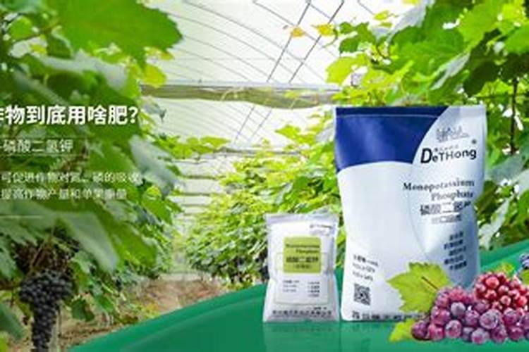 杜鹃花肥制作与使用方法