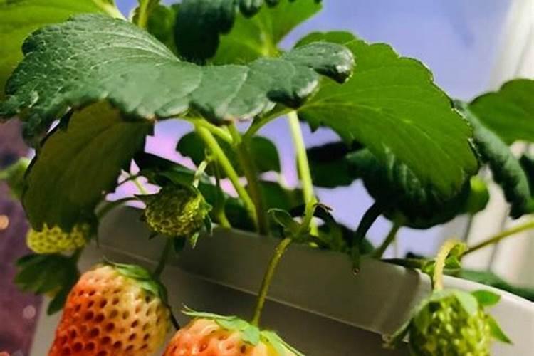 草莓结果的时候要施什么肥