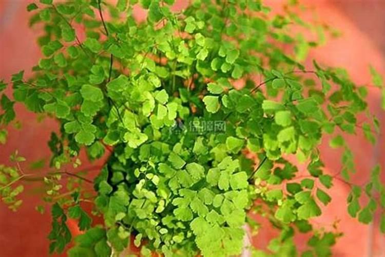 什么植物不需要阳光可以室内种植