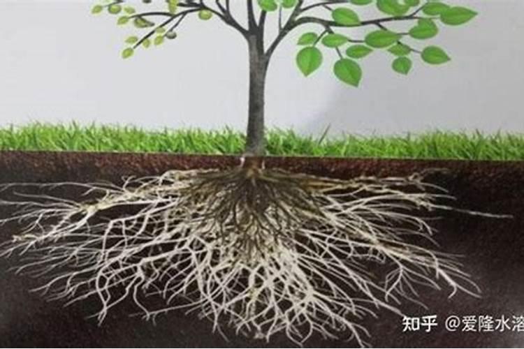植物根的三个特性