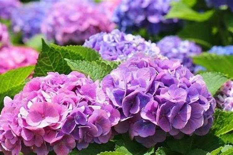 绣球花每天几点开花？