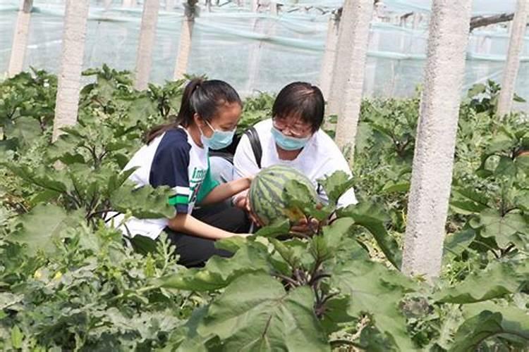 西瓜专用肥配方是？