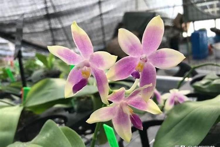 蝴蝶兰快开花时应该如何浇水施肥