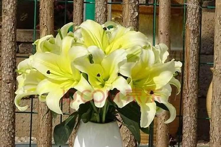 百合花的种植方法和注意事项是什么？