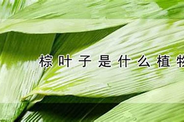 种地瓜用什么肥料最好