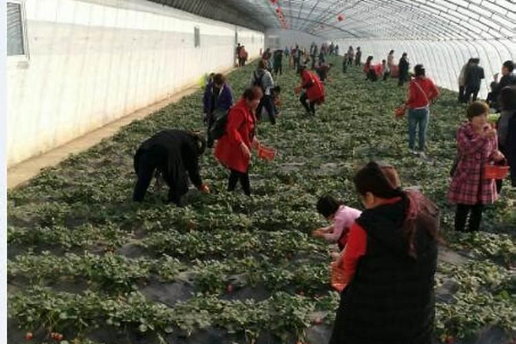 草莓膨果用啥水溶肥好