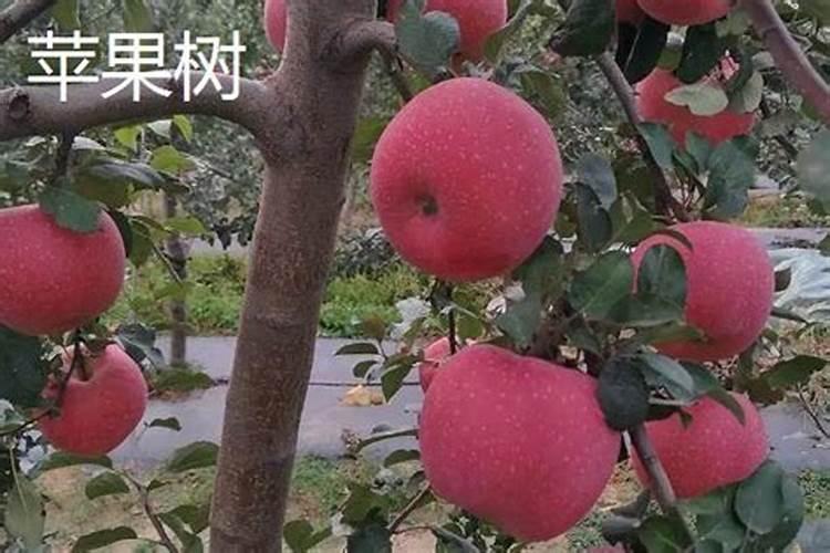 苹果采摘后应施什么肥
