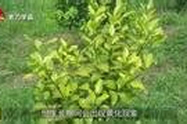 灭青苔用的357农药能和杀虫杀菌剂再加叶面肥一起混用吗？