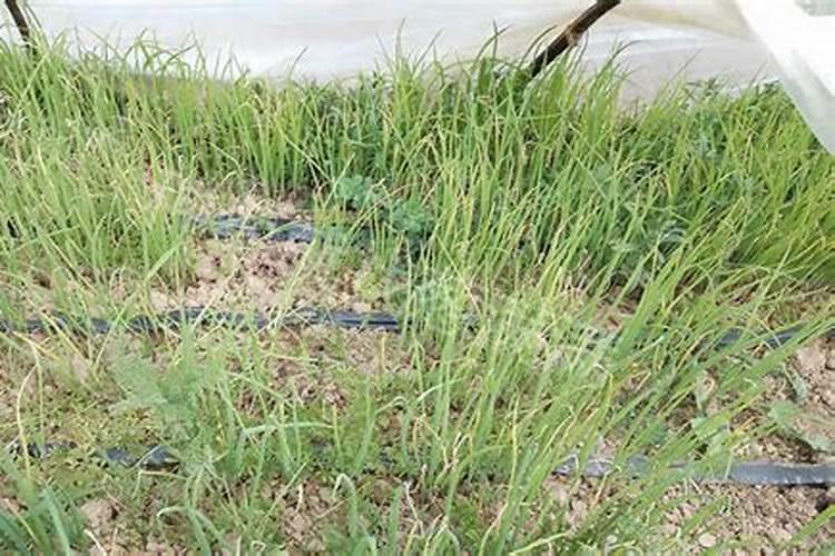 红薯苗育苗放什么肥料？