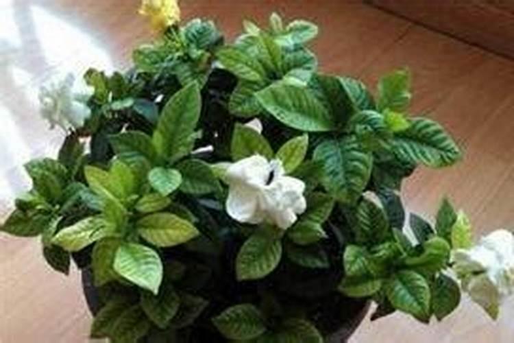 奥绿a2 适应什么植物 奥绿a2适应什么植物怎么使用